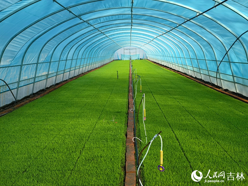 水稻育苗大棚里满眼新绿。人民网记者 马俊华摄