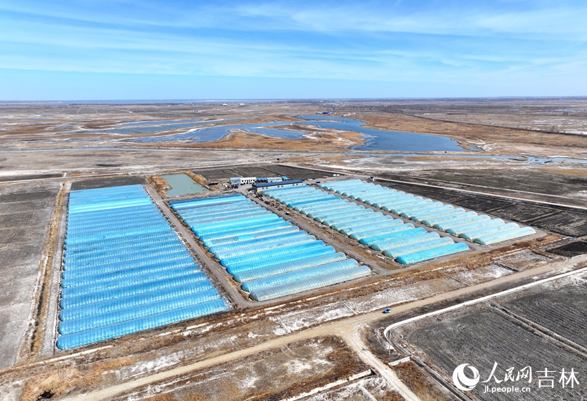 镇赉县建平乡丽华家庭农场水稻育苗大棚。人民网记者 马俊华摄