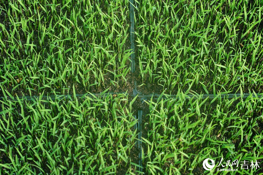 镇赉县农丰种养殖家庭农场水稻秧苗喜人。人民网记者 马俊华摄