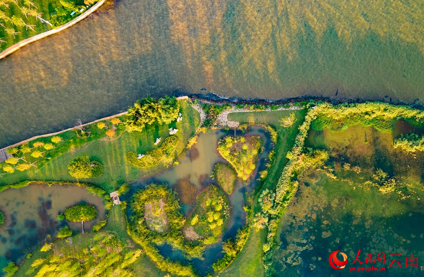 图为6月19日拍摄的滇池海东湿地。人民网 虎遵会摄