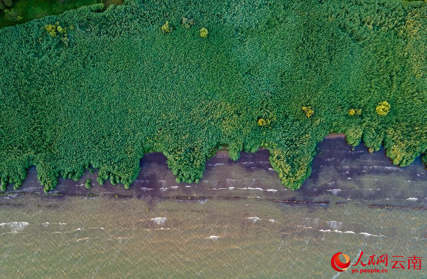 图为6月19日拍摄的滇池海东湿地。人民网 虎遵会摄