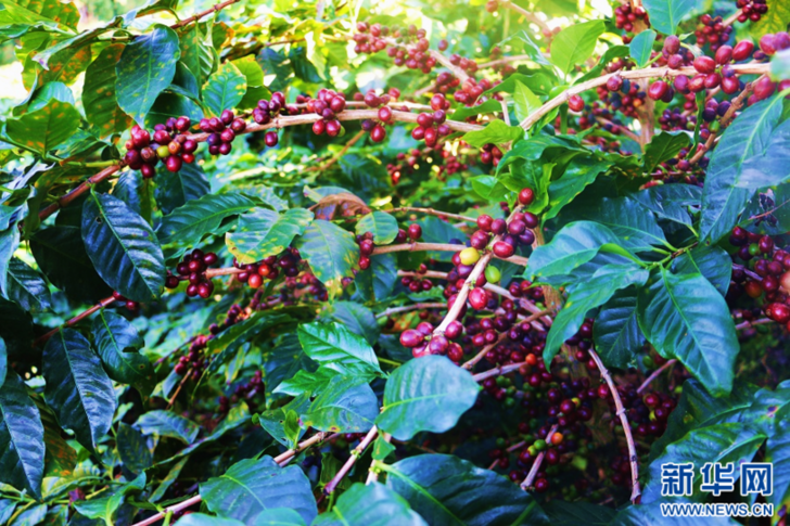 云南盈江：咖啡鲜果正丰收 “小豆子”助力乡村振兴