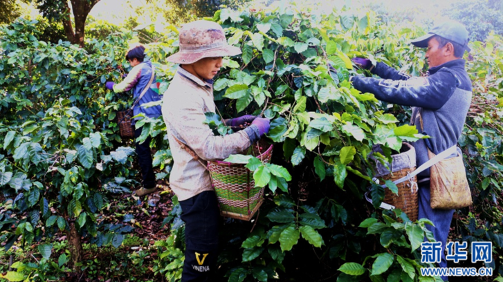 云南盈江：咖啡鲜果正丰收 “小豆子”助力乡村振兴