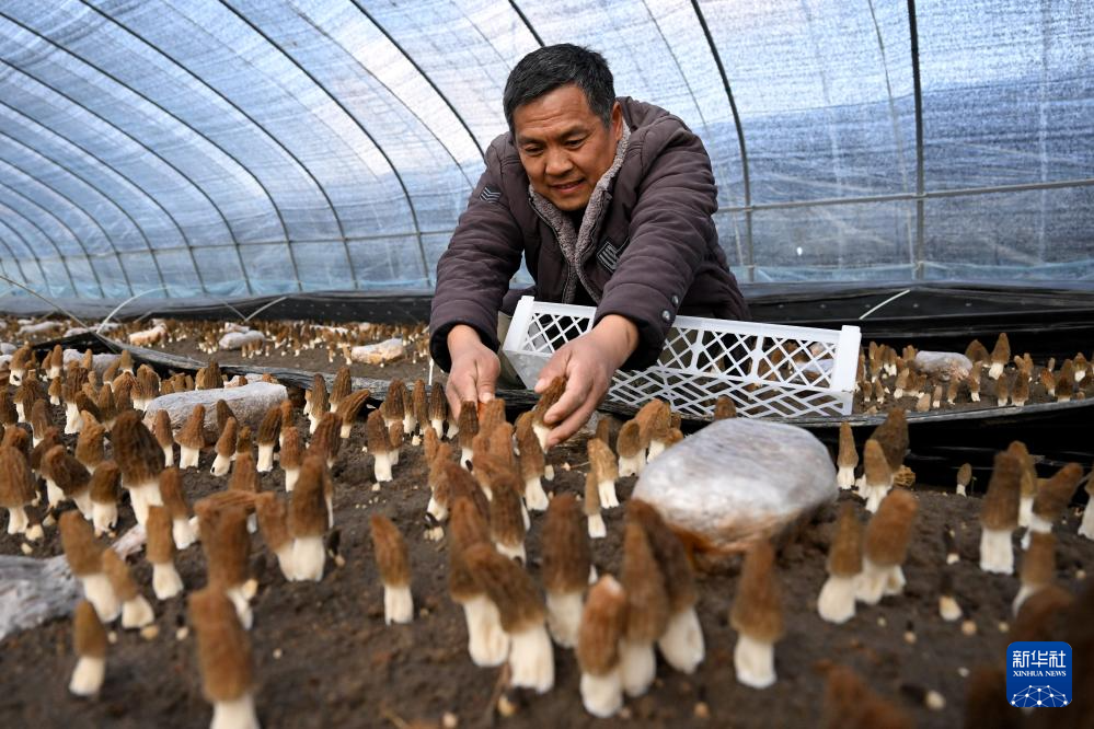 安徽五河：羊肚菌产业助振兴