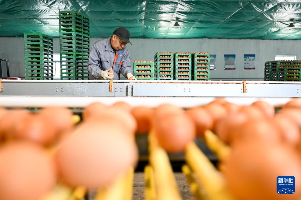 呼和浩特：蛋鸡产业助力乡村振兴
