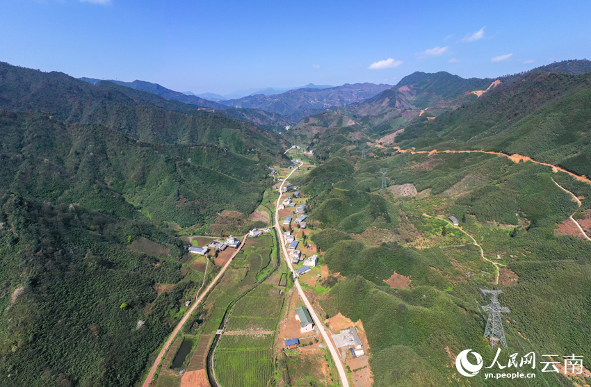 大关筇竹节节高 满目青山变“金山”