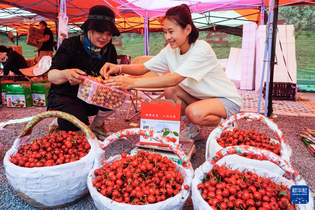 山东五莲：樱桃种植助农增收