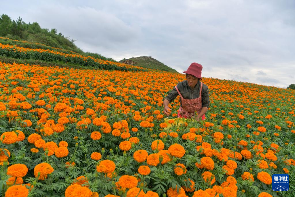 贵州威宁：万寿菊开出“致富花”