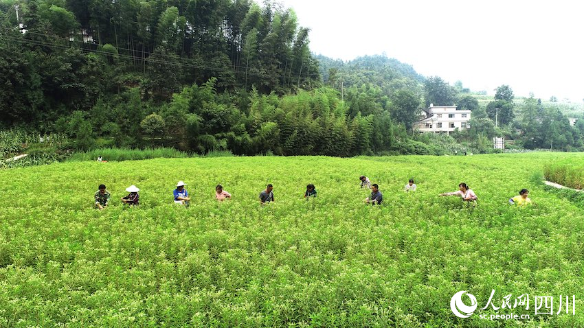 8月，古蔺县黄荆镇香楠村，村民正在采摘赶黄草。张磊摄