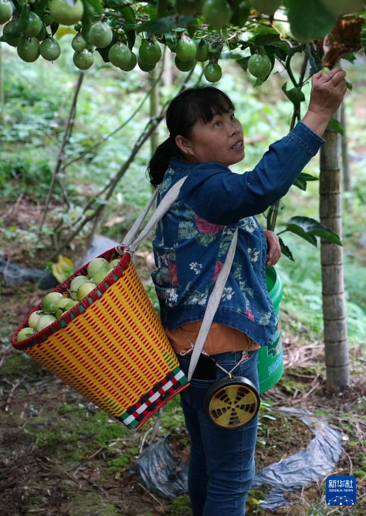 广西龙胜：百香果种成致富果