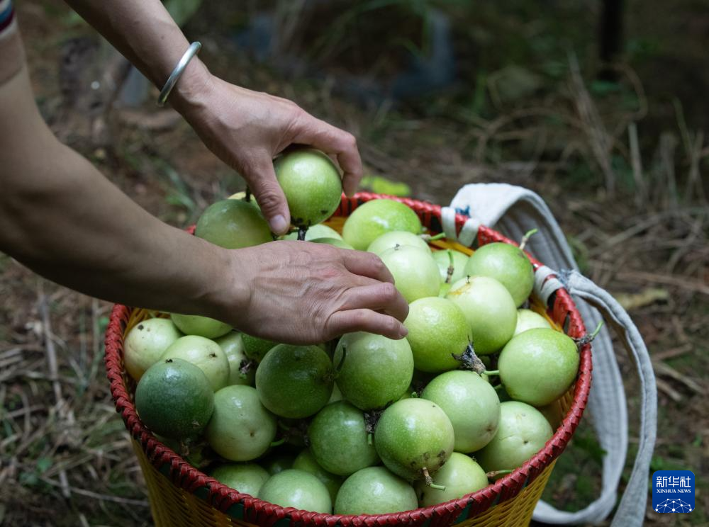 广西龙胜：百香果种成致富果