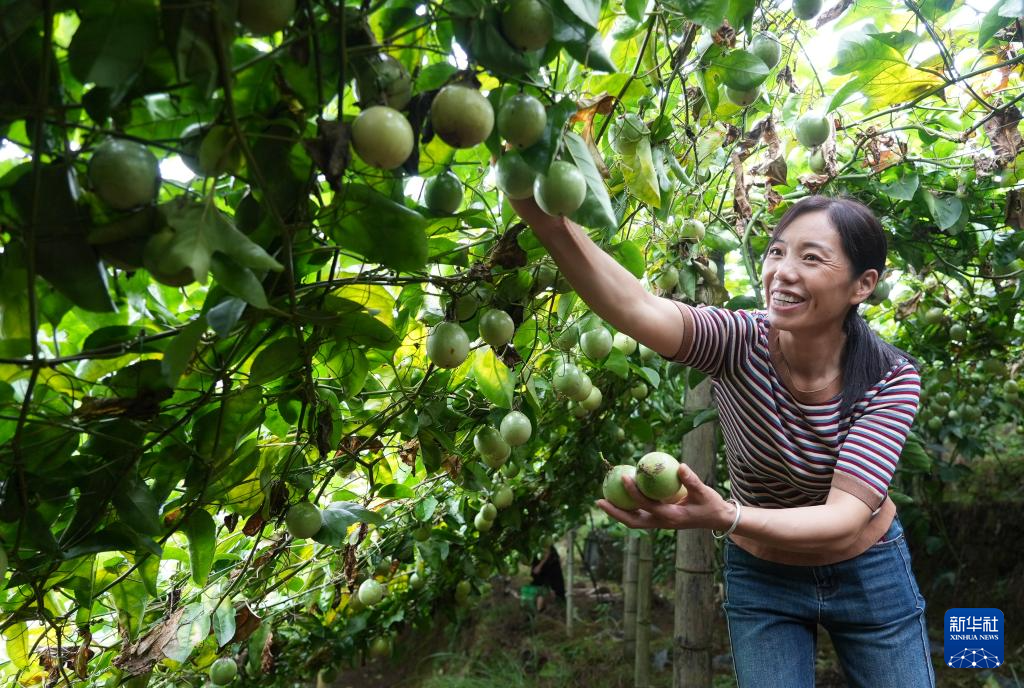 广西龙胜：百香果种成致富果