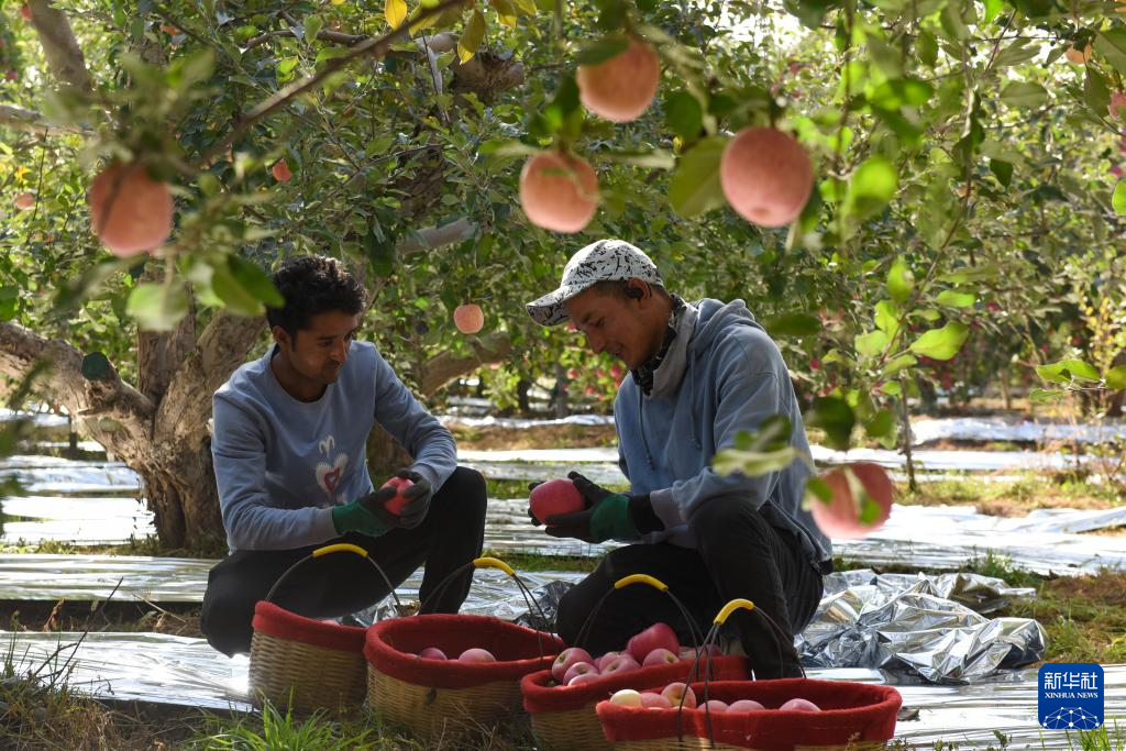 新疆阿克苏：苹果上市助增收