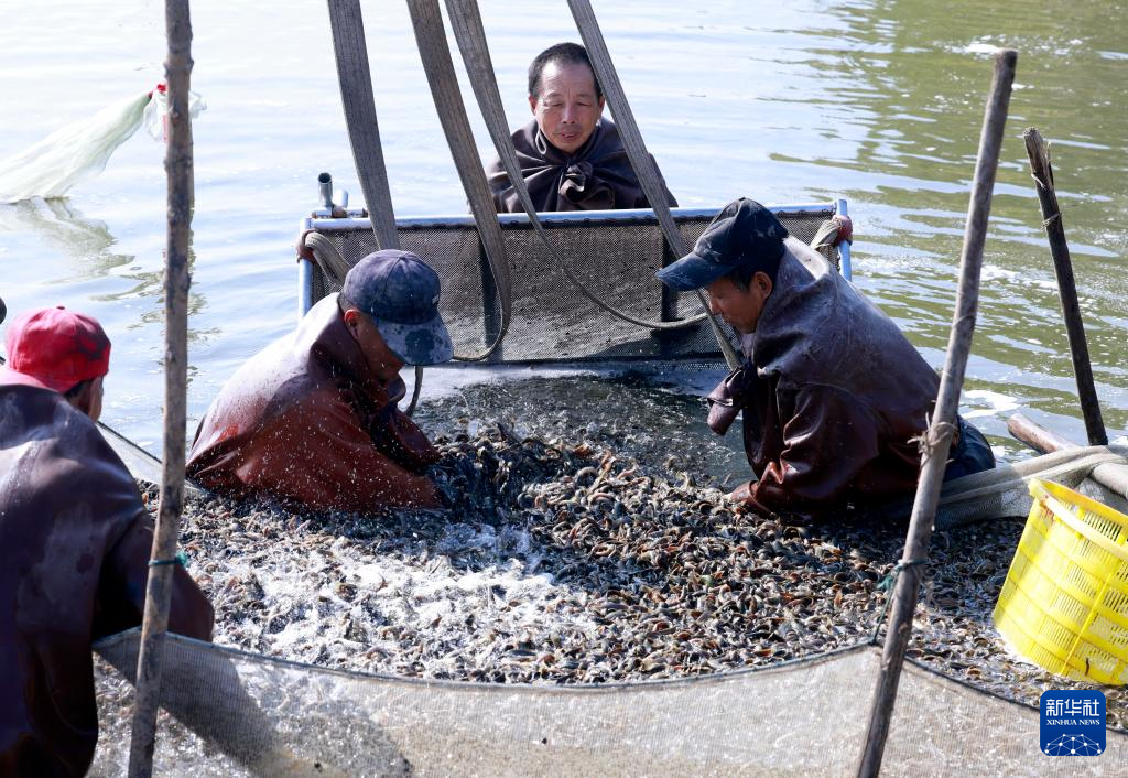 河北：特色水产养殖助增收