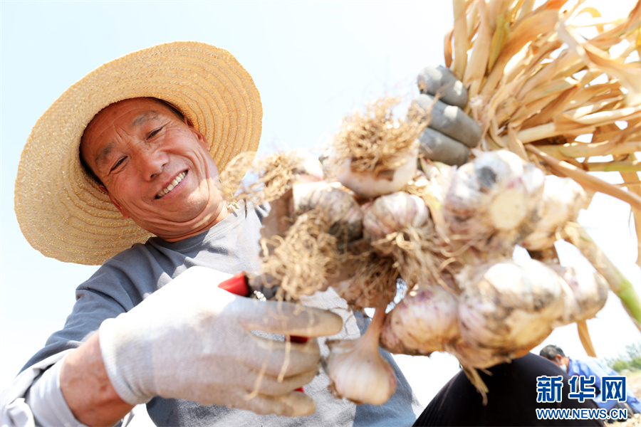 安徽淮北：“蒜”出致富路 丰产又丰收