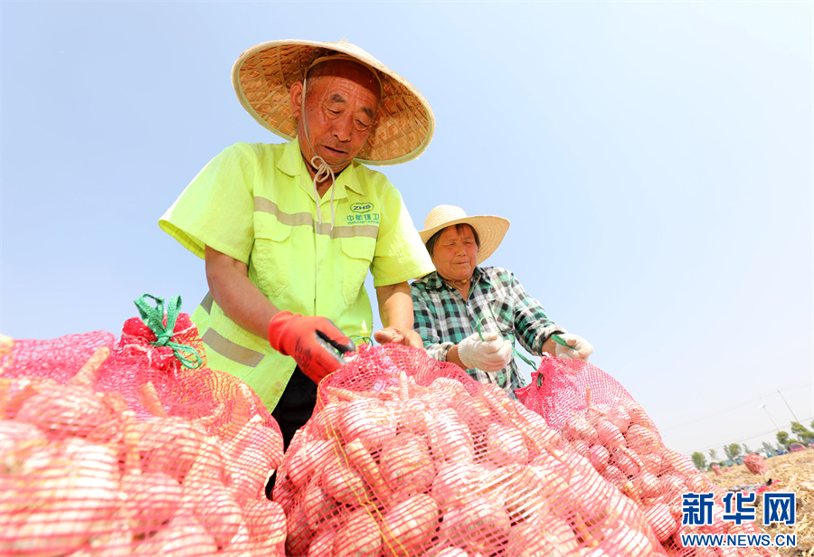 安徽淮北：“蒜”出致富路 丰产又丰收