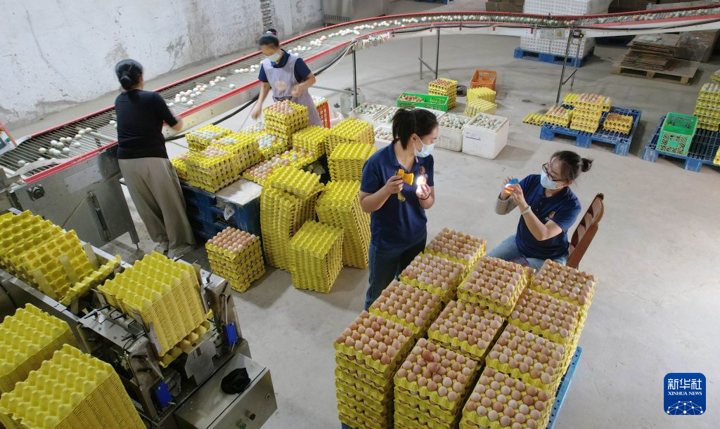 河北石家庄:鸡蛋产业促民增收